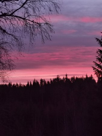 pink sunset in the forest