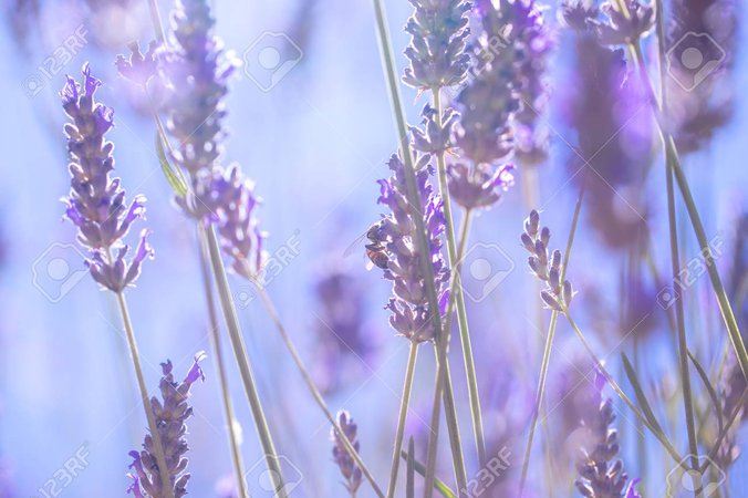 lavender and blue wild flowers aesthetic - Google Search