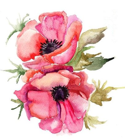 Red Watercolor Poppies