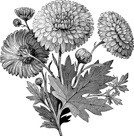Flower Floral Line Art - Free vector graphic on Pixabay