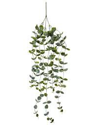 potted plants hanging - Google Search