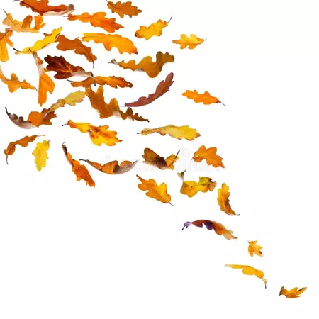 oak leaves falling png - Google Search