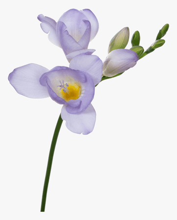 120-1206539_light-purple-flower-png-transparent-png.png (860×1068)