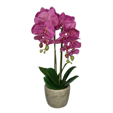 Orchid Floral Arrangement in Pot flower