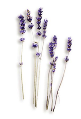 purple flower stems