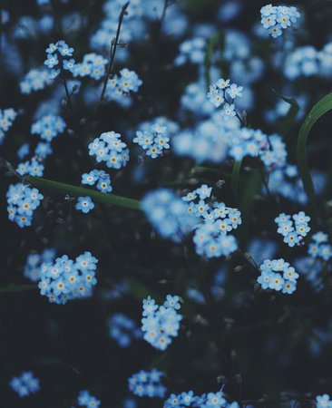 blue floral