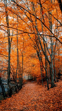 autumn-path-forest-trees-fall.jpeg (1080×1920)
