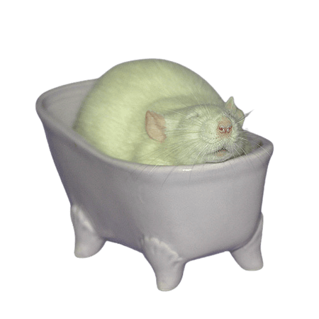 rat in a tub