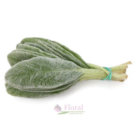 Bunny Ear Leaves - Baby Lambs Ear - Stachys Leaves - Potomac Floral Wholesale