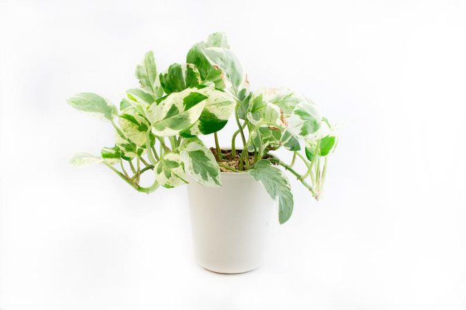 Vintage Small White Ceramic Planter Plant Pot Cup Minimalist | Etsy