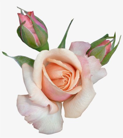 986-9865446_transparent-rose-with-buds-transparent-background-beautiful-flowers.png (820×918)