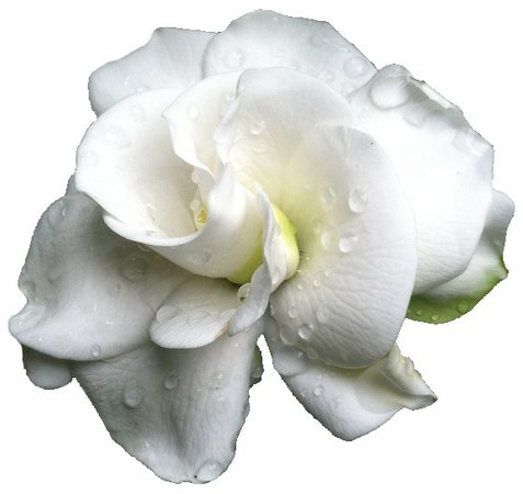 white flower png filler