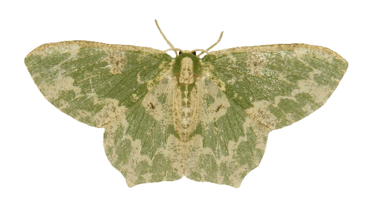 moth butterfly green