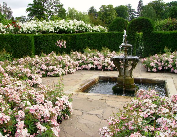 Victorian rose garden