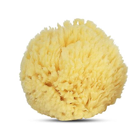 Amazon.com : Baby Buddy’s Natural Baby Bath Sponge 4-5” Ultra Soft Premium Sea Wool Sponge Soft on Baby’s Tender Skin, Biodegradable, Hypoallergenic, Absorbent Natural Sea Sponge : Baby Care Products : Baby