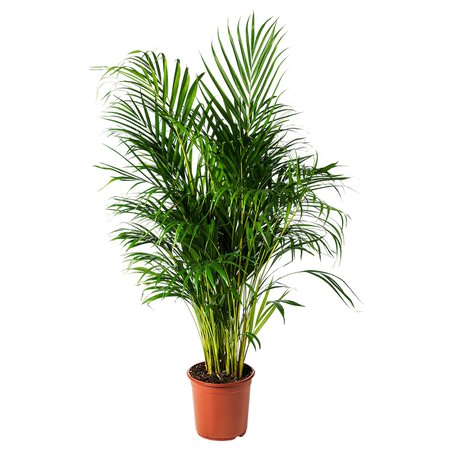 IKEA DYPSIS LUTESCENS