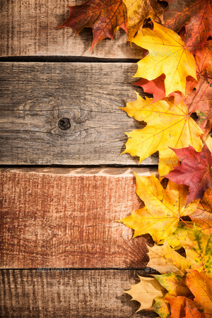 fall background - Google Search