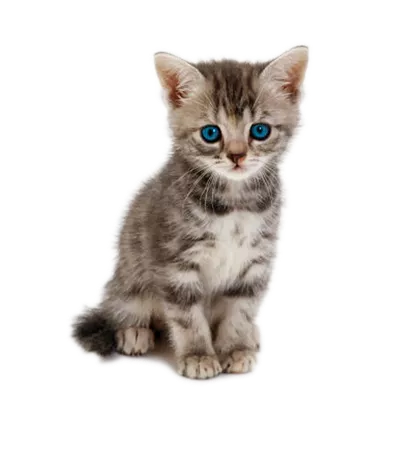 cat kittie cute Sticker by Anna 🌈