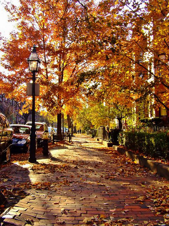 fall city autumn urban leaves