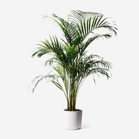 Areca Palm | Indoor Plants | Plants | FLOWERBX