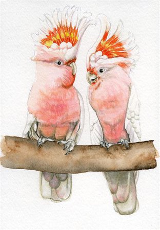 cockatoo watercolour - Ecosia