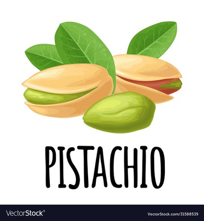 Pistachio nut with and without shell color Vector Image