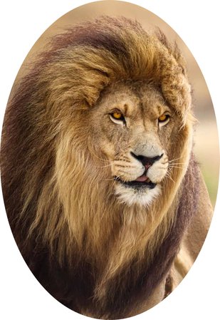 lion Leo zodiac sign