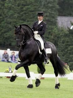 black dressage horse