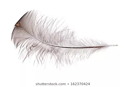 grey feather - Google Search