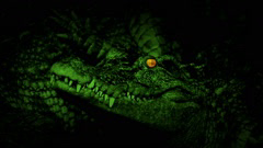 green animals lion crocodile