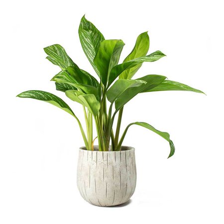 Aglaonema Stripes - Chinese Evergreen House Plants - Hortology