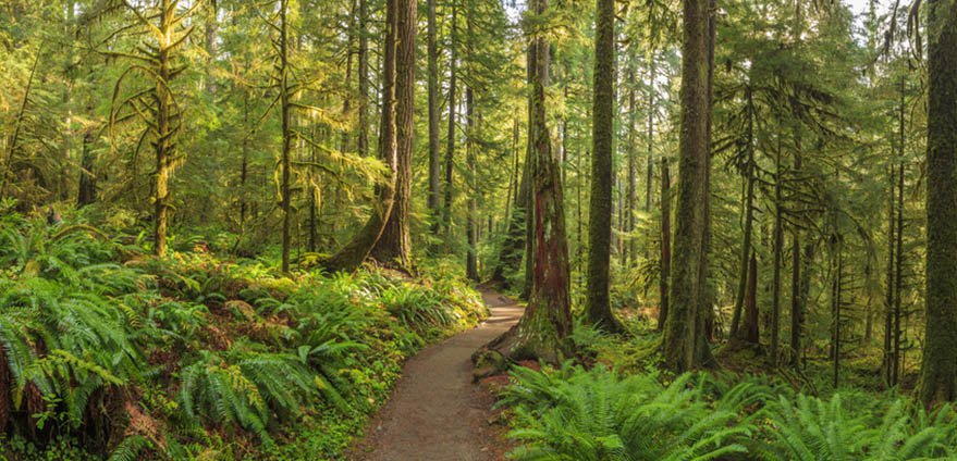 5 Best Day Hikes in the Pacific Northwest | Thrifty Car Rental