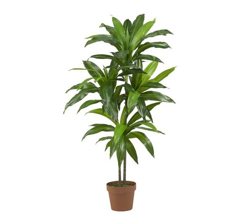 Faux Potted Dracaena Plant | Pottery Barn