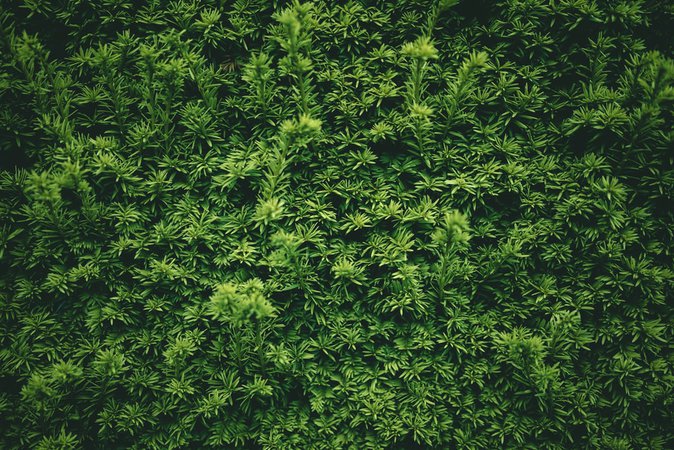 green leaf plants during daytime photo – Free Bush Image on Unsplash