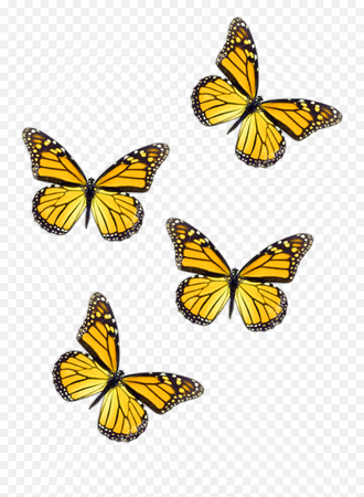 yellow aesthetic butterfly