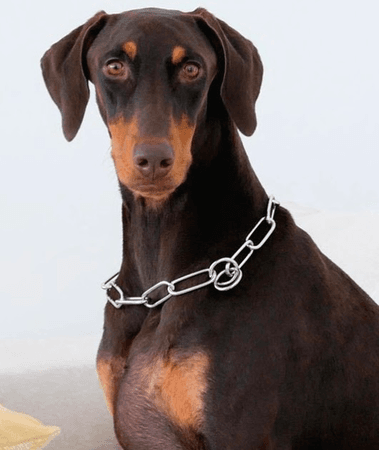 Doberman pincher dog