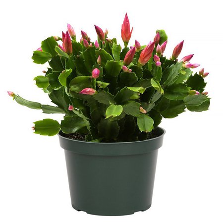 Christmas Cactus Zygocactus Assorted Colors Live Plant | Etsy