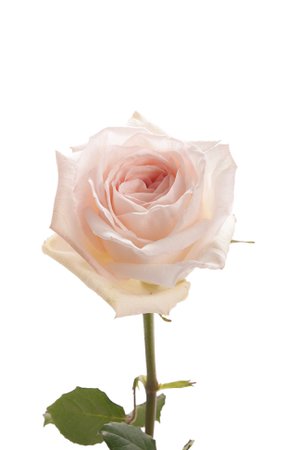 blush rose - Google Search