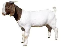 dairy goat png - Google Search