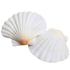 sea shell png - Google Search