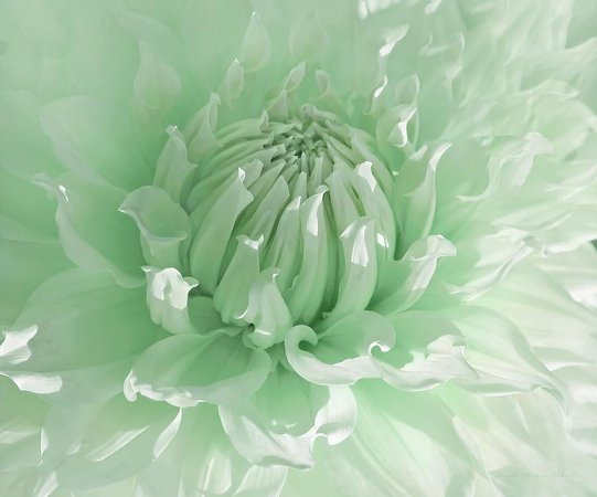 light green flower