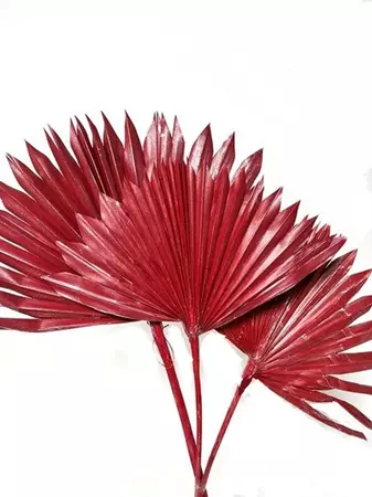 red palm leaves