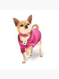Chihuahua from Elle Woods - Google Search