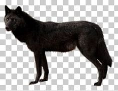 Dog Black Wolf PNG - Free Download