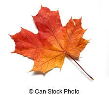 Red yellow maple leaf - Autumn maple leaf turned red orange... | Fashmates.com