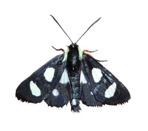 eight spotted moth