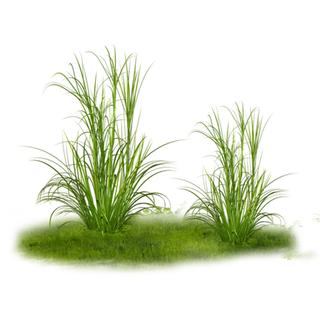 herbe green grass plant Sticker by roniahamodi