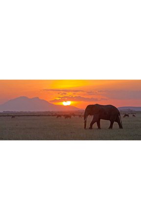 elefant solnedgång