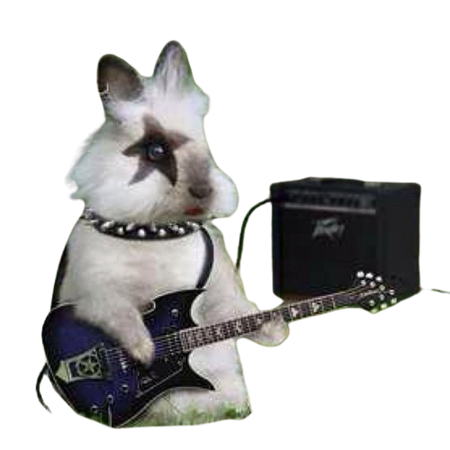 Punk rabbit