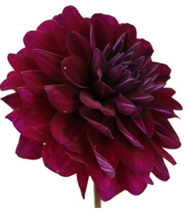maroon dahlia flower